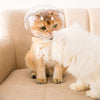 Anti-bett-hjälm för kattvård