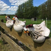 Dekoration Med Storögda Kycklingar i Staketet