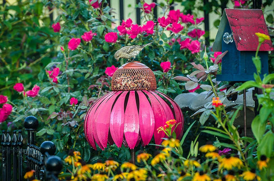 Coneflower fågelmatare