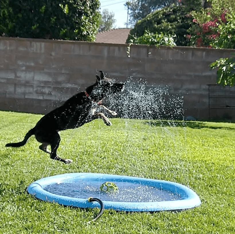 Hund Sprinkler Pad